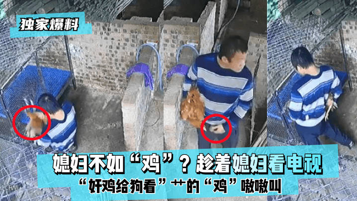 【独家爆料】媳妇不如“鸡”?趁着媳妇看电视“奸鸡给狗看”艹的“鸡”嗷嗷叫! 【独家爆料】媳妇不如“鸡”?趁着媳妇看电视“奸鸡给狗看”艹的“鸡”嗷嗷叫!